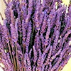 Cloth Wipe Solution Recipes - Lavender